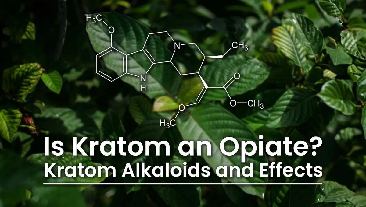 Is kratom an opiate kratom alkaloids and effects