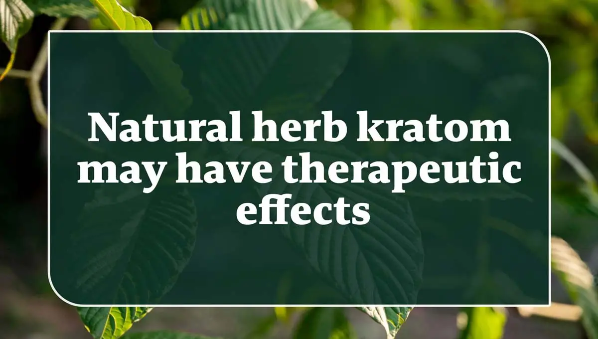 Natural herb kratom may have therapeutic effects